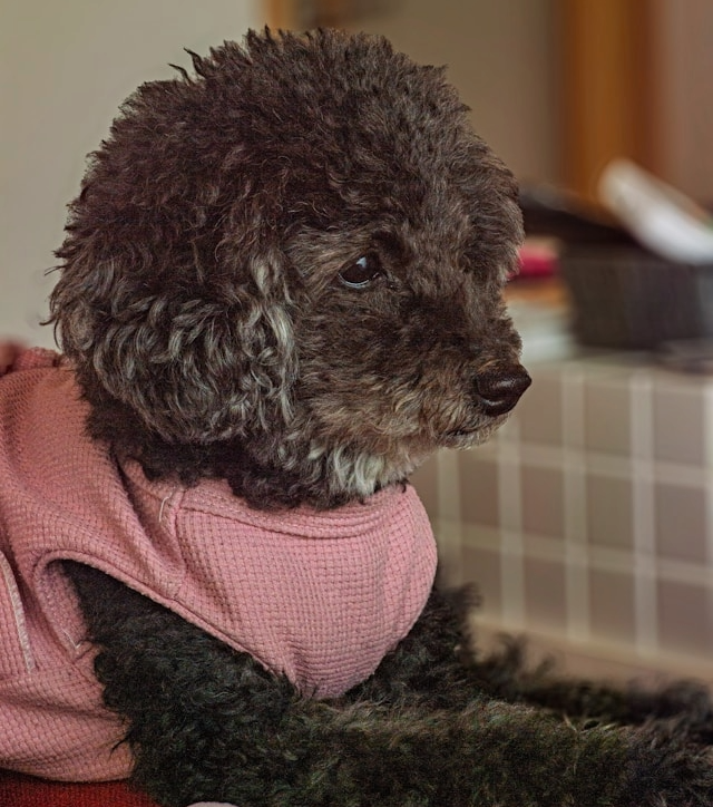 Picture for category Dog Medical Apparel